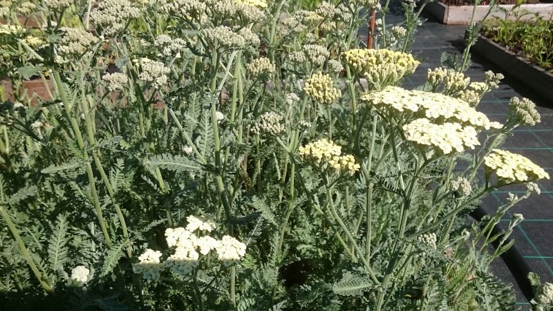 Achillea filipendulina 'Hymne' Yarrow